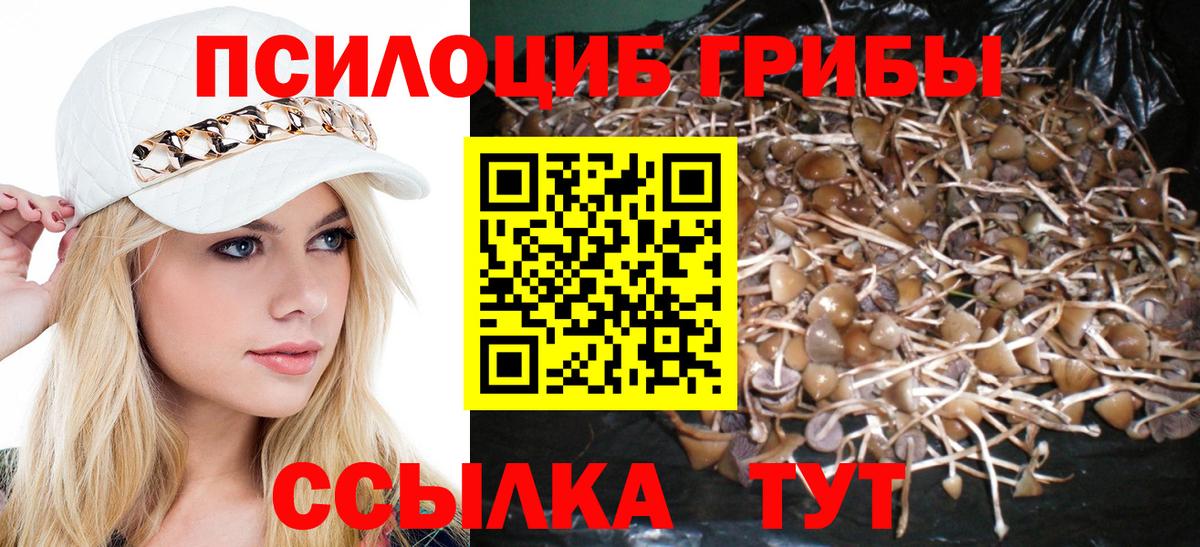Красноармейск  наркота  Вход с VPN  Псилоцибиновые грибы Psilocybine cubensis 
